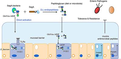 Progress in the application of Enterococcus faecium in animal husbandry